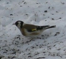 Carduelis carduelis