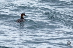 Mergellus albellus