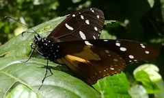 Amauris echeria jacksoni