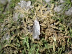 Agonopterix argillacea
