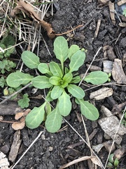 Thlaspi arvense