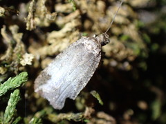 Agonopterix argillacea