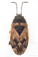 Trapezonotus