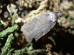Agonopterix argillacea