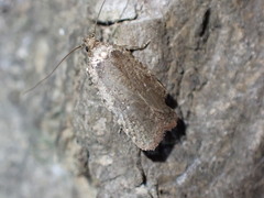 Agonopterix argillacea