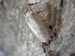 Agonopterix argillacea
