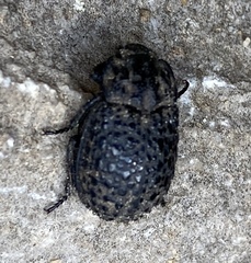 Trox perlatus