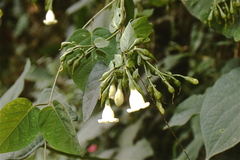 Macrocarpaea macrophylla