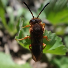 Nomada agrestis