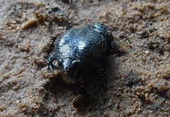 Elachistocleis pearsei