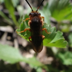 Nomada agrestis