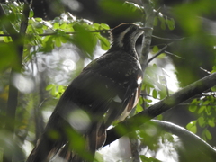 Dromococcyx phasianellus