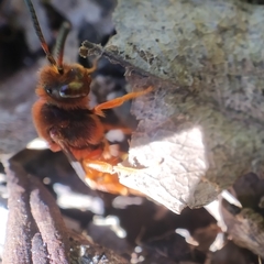 Nomada agrestis