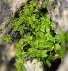 Syntrichia laevipila