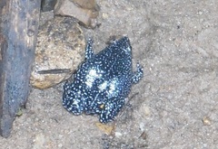 Elachistocleis pearsei