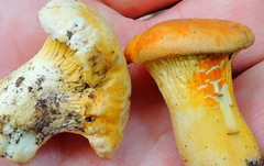 Hypocreaceae
