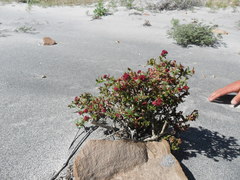 Cistanthe celosioides