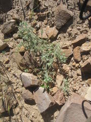 Cryptantha peruviana