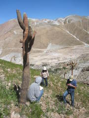 Browningia candelaris