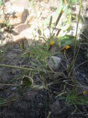 Tagetes multiflora