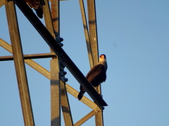 Caracara plancus