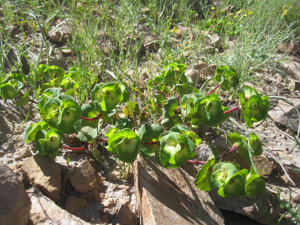 Euphorbia hinkleyorum
