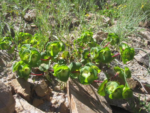 Euphorbia hinkleyorum