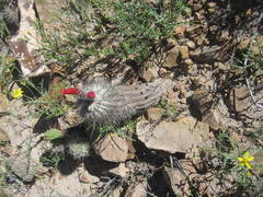 Oreocereus hempelianus