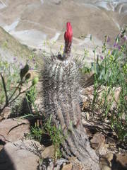 Oreocereus hempelianus