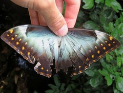 Morpho telemachus