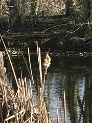 Cistothorus palustris