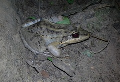 Leptodactylus insularum