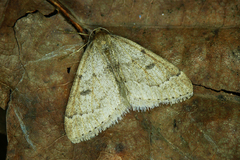 Theria rupicapraria