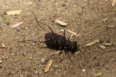 Cylindera
