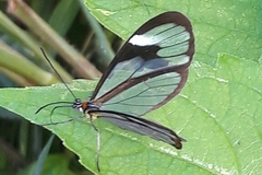 Ithomia agnosia zikani