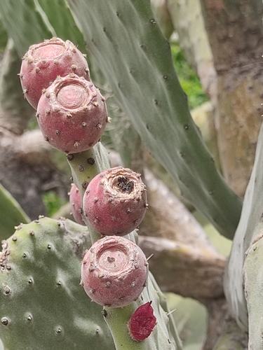 Opuntia ficus-indica image