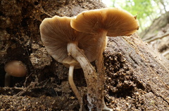 Psathyrella piluliformis