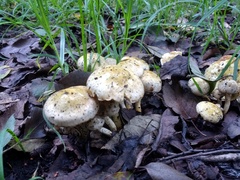 Limacella
