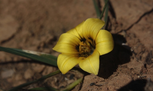 Coil Froetang Cape Bulbs 3 · Inaturalist