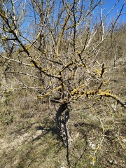 Pistacia atlantica mutica