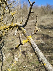 Pistacia atlantica mutica