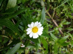 Jaegeria bellidiflora