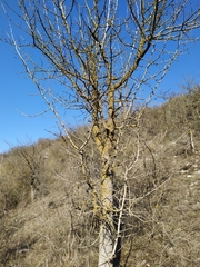 Pistacia atlantica mutica