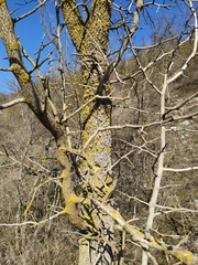 Pistacia atlantica mutica