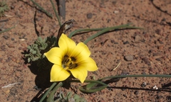 Romulea luteoflora