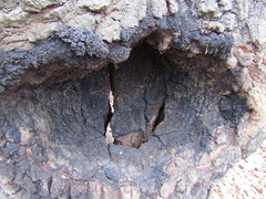 Inonotus nidus-pici
