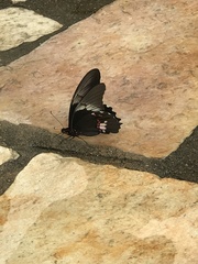 Heraclides anchisiades