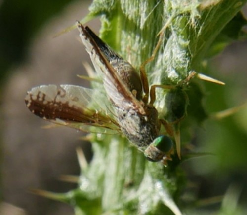 Acanthiophilus walkeri