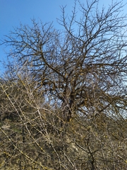 Pistacia atlantica mutica