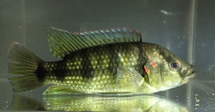 Hemichromis camerounensis